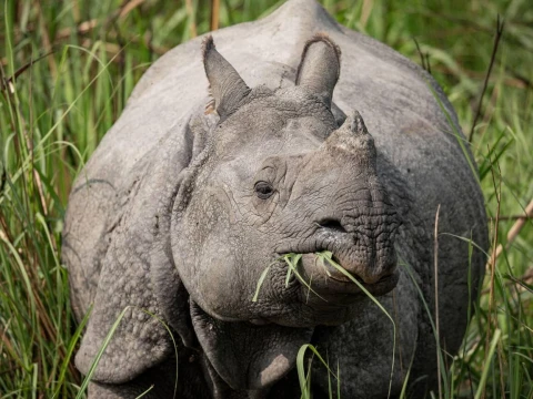 Kathmandu Chitwan Tour