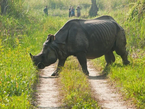 Chitwan Wildlife Adventure Tour