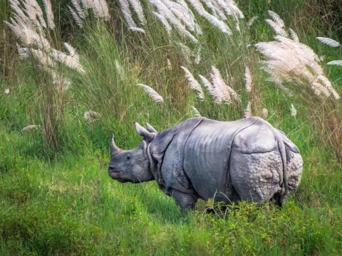 Kathmandu Pokhara Chitwan Tour